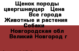 Щенок породы  цвергшнауцер › Цена ­ 30 000 - Все города Животные и растения » Собаки   . Новгородская обл.,Великий Новгород г.